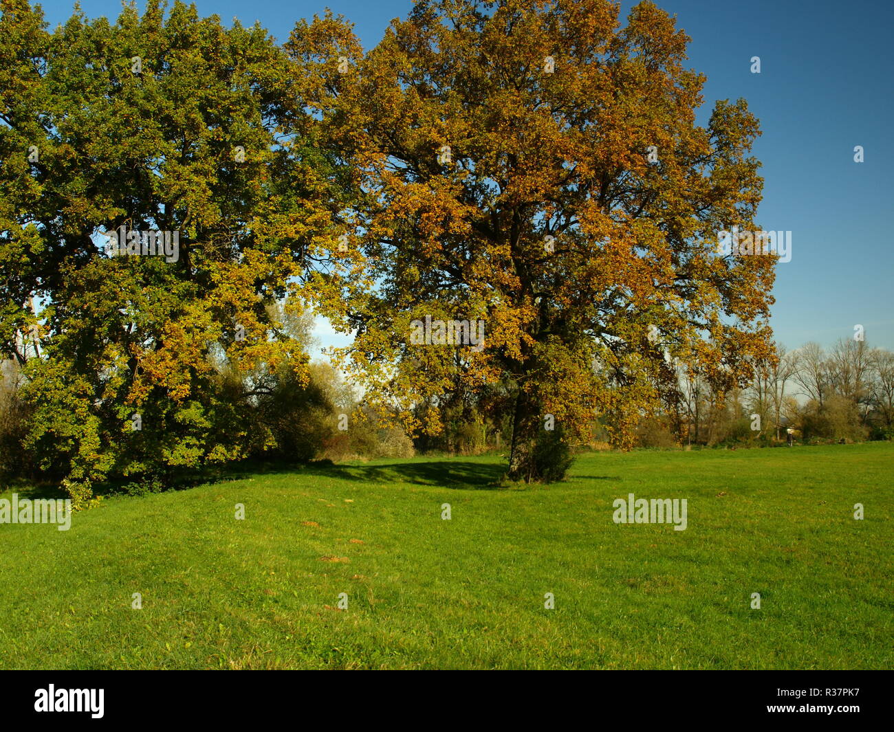 old oak trees in autumn colors Stock Photo - Alamy