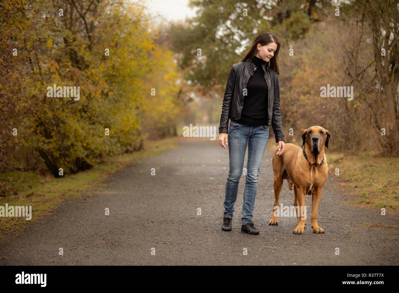 Yong woman with big dog Fila brasileiro breed in autumn park Stock Photo -  Alamy