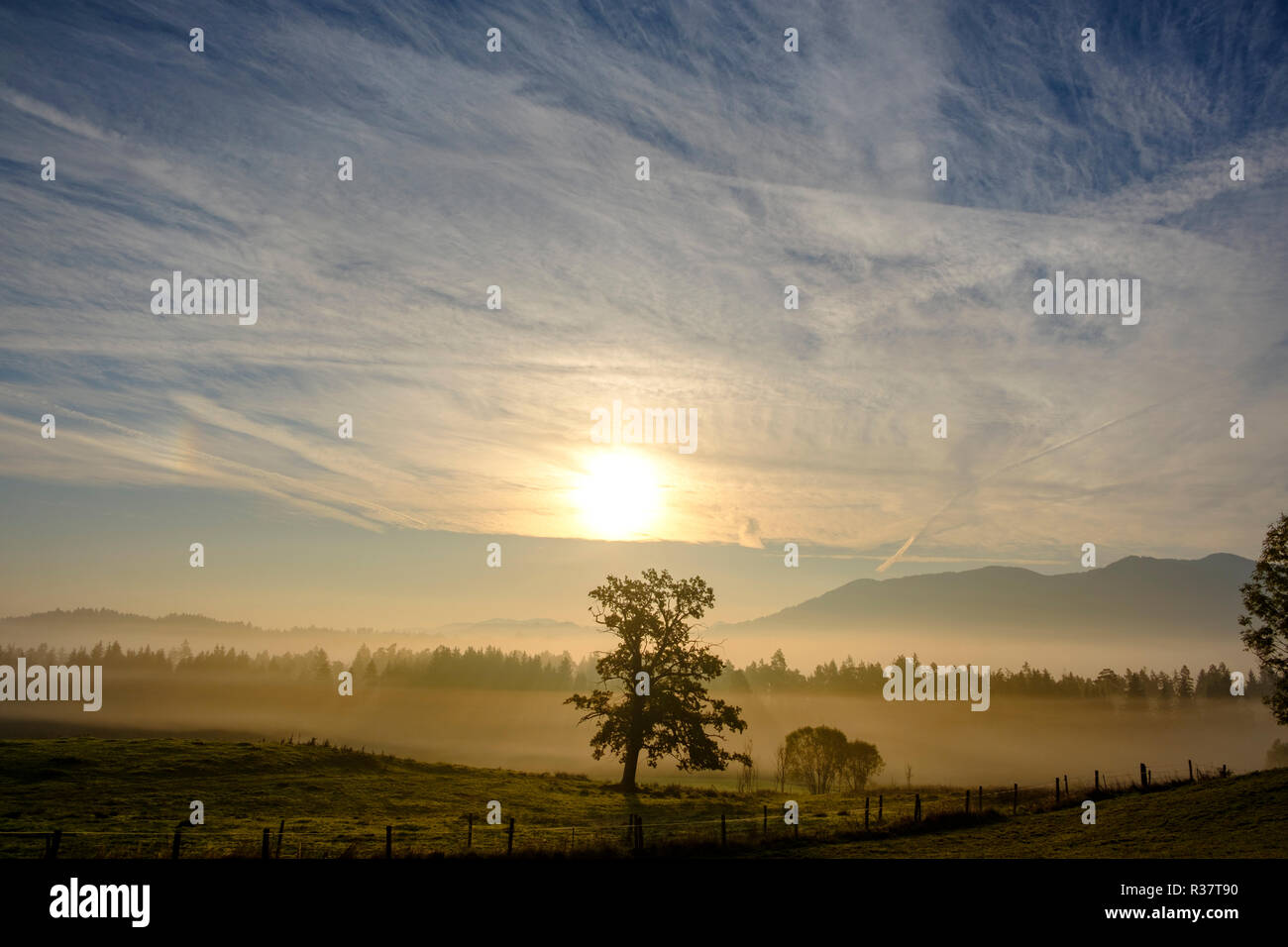 Oak in the morning light with fog, Nantesbuch near Bad Heilbrunn, Upper Bavaria, Bavaria, Germany Stock Photo