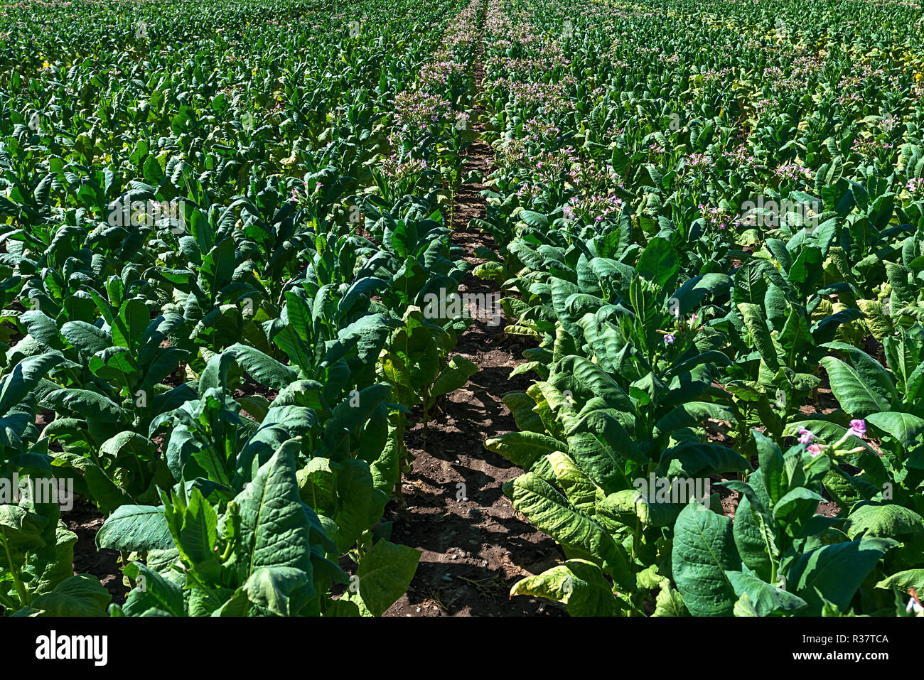 Tobacco plant (Nicotiana), tabacco field, Baden-Württemberg, Germany Stock Photo