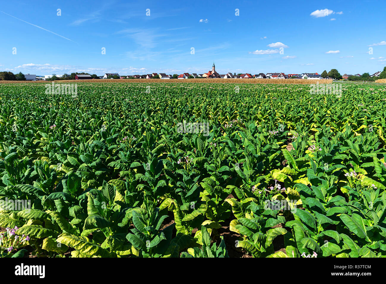 Tobacco plant (Nicotiana), tabacco field, rear Ringsheim, Baden-Württemberg, Germany Stock Photo