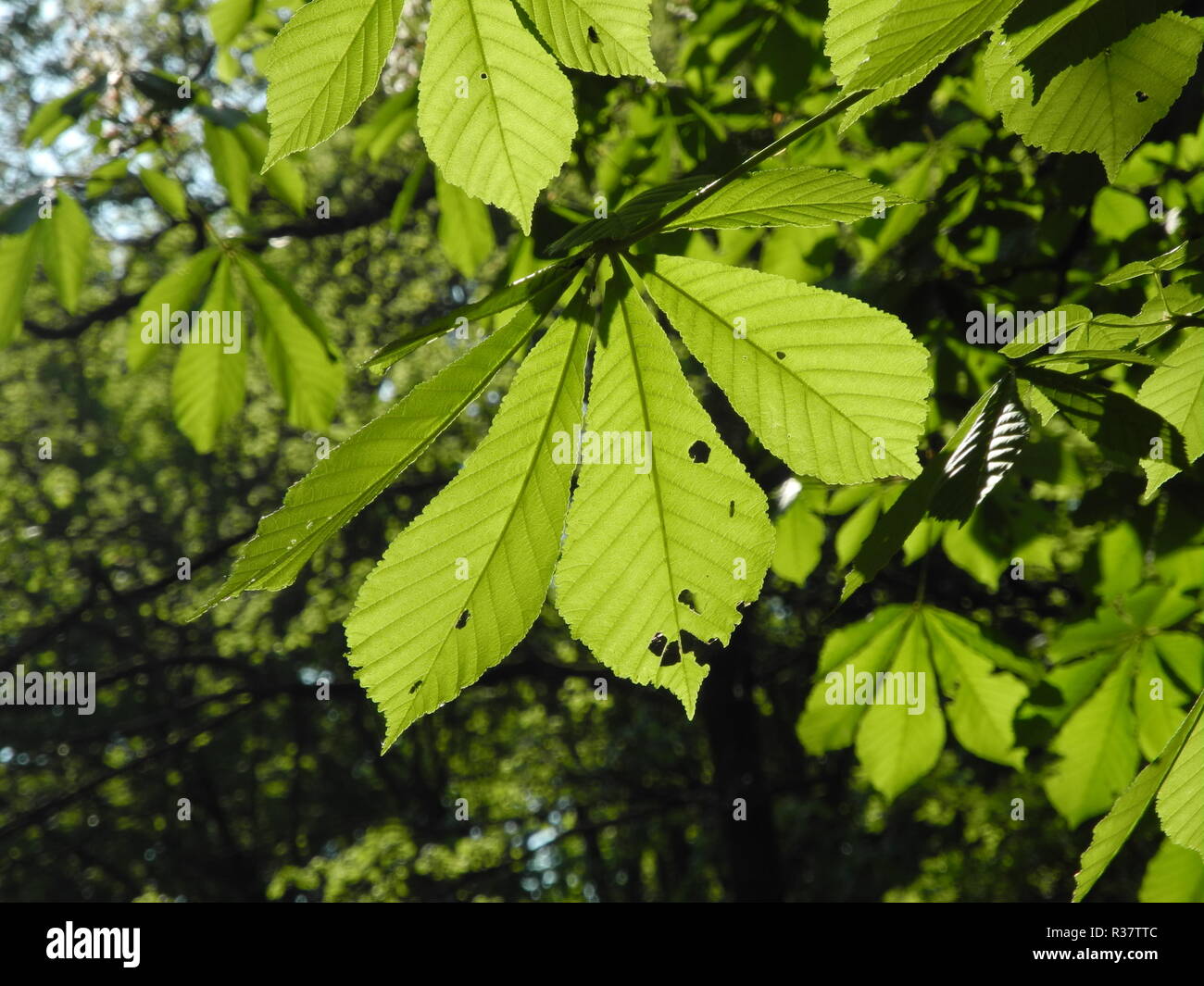 leaves of horse chestnut Stock Photo Alamy