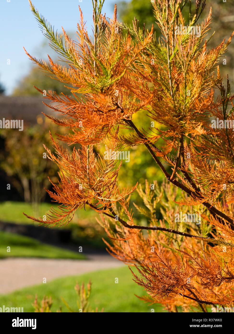 Autumn colour in the needle like leaves of the Chinese swamp cypress, Glyptostrobus pensilis Stock Photo