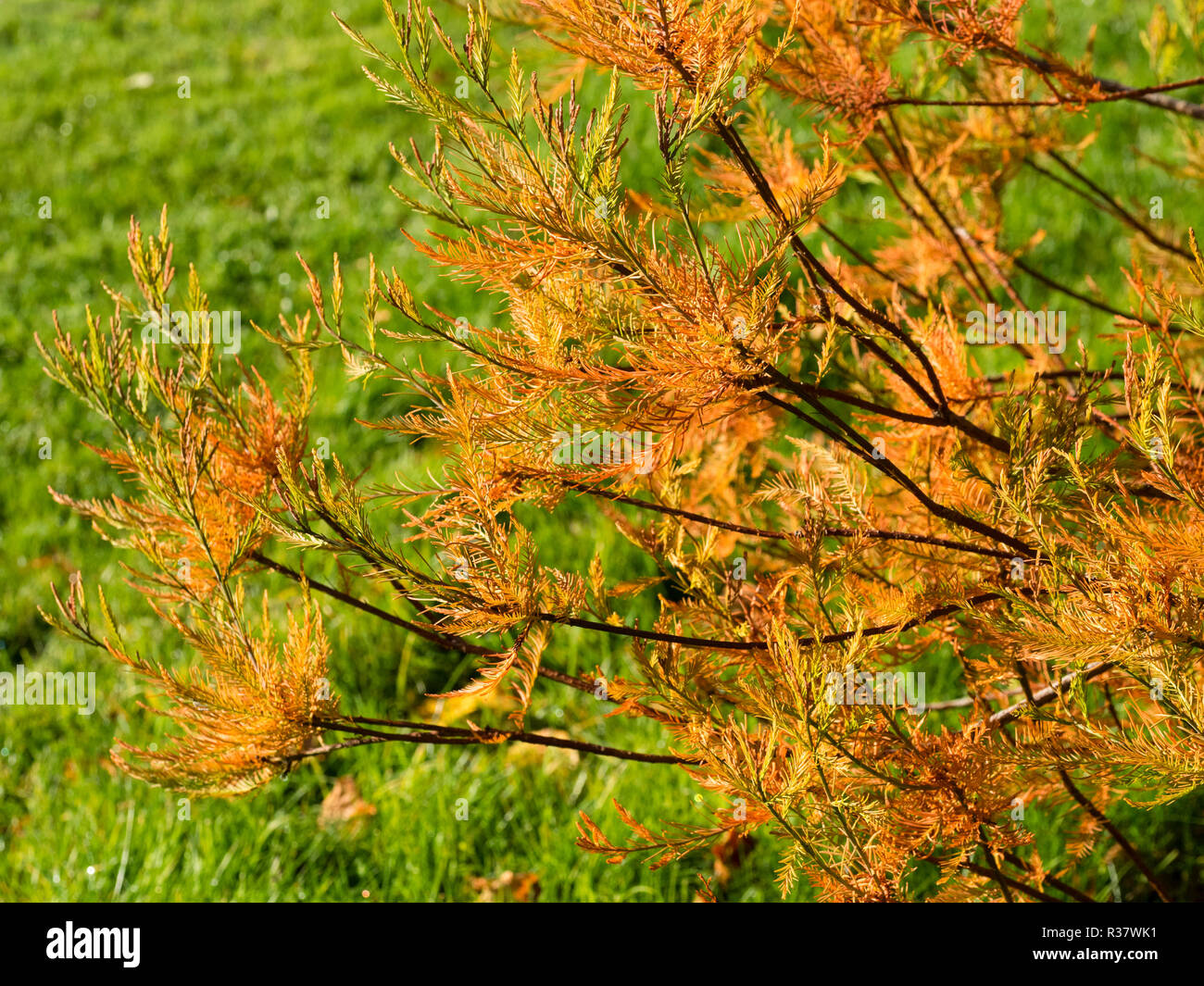 Autumn colour in the needle like leaves of the Chinese swamp cypress, Glyptostrobus pensilis Stock Photo