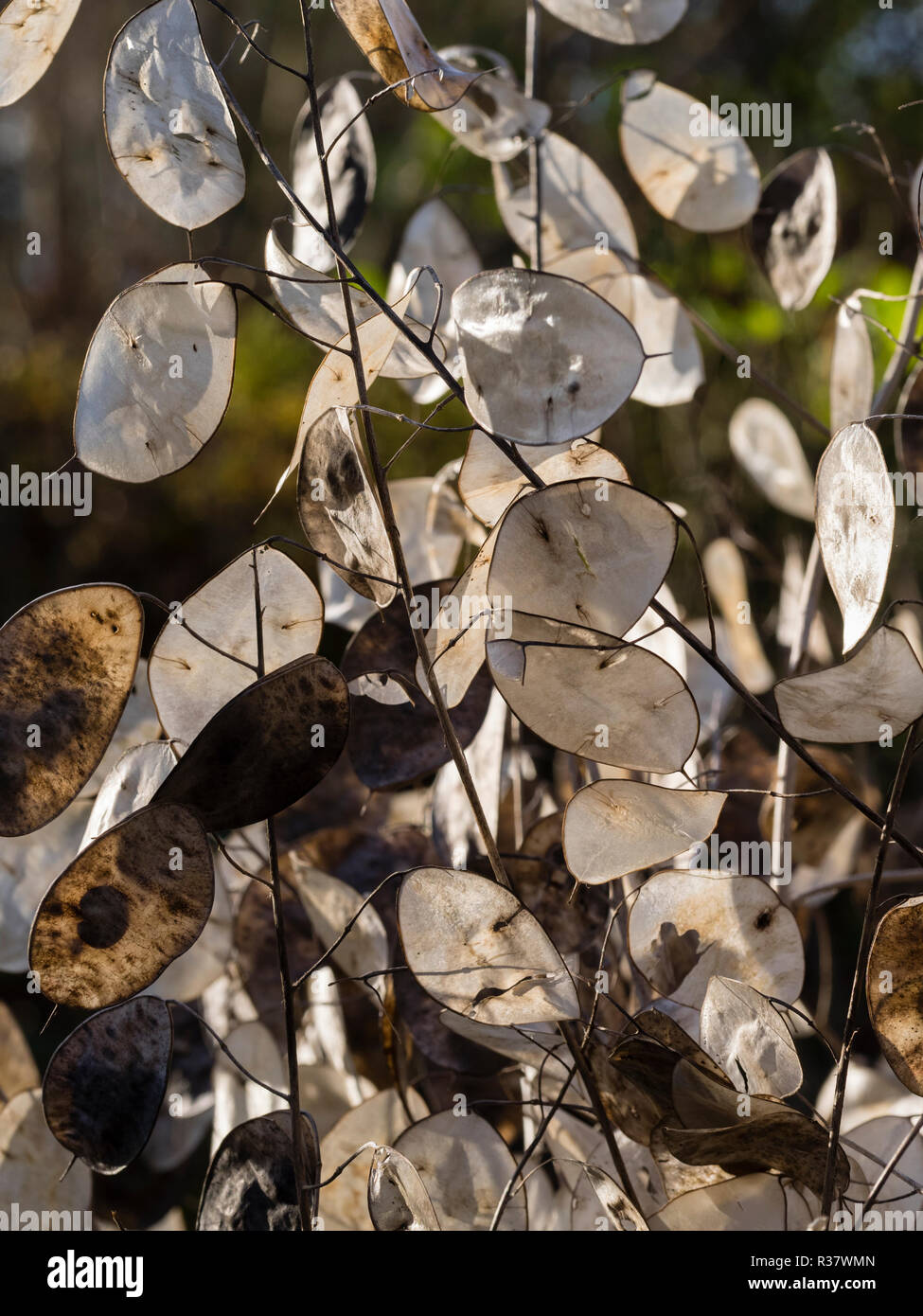 Seed pods of the annual honesty, Lunaria annua, provide autumn and winter decoration Stock Photo