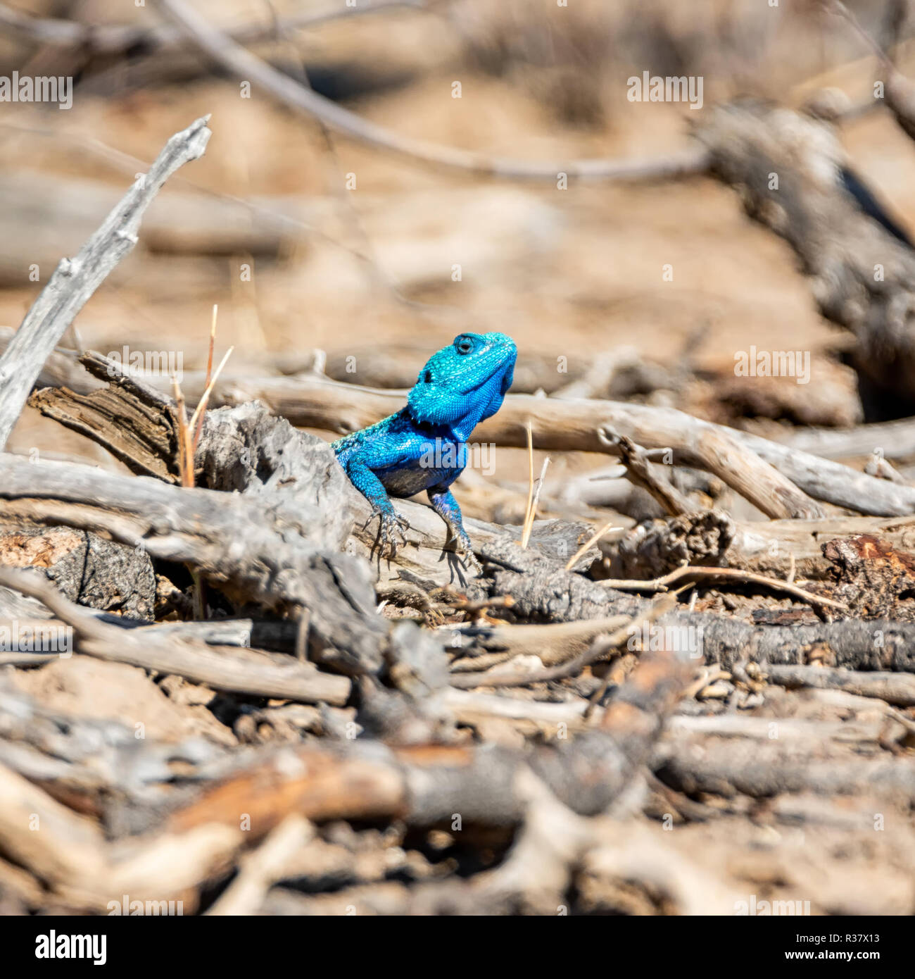 A male Tree Agama in Southern African woodland Stock Photo