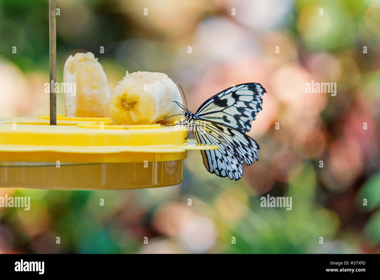 Cute butterfly or moth, insect with black and white wings sitting on tray feeder with banana fruit on sunny summer day on blurred natural background. Beauty of nature. Wildlife Stock Photo