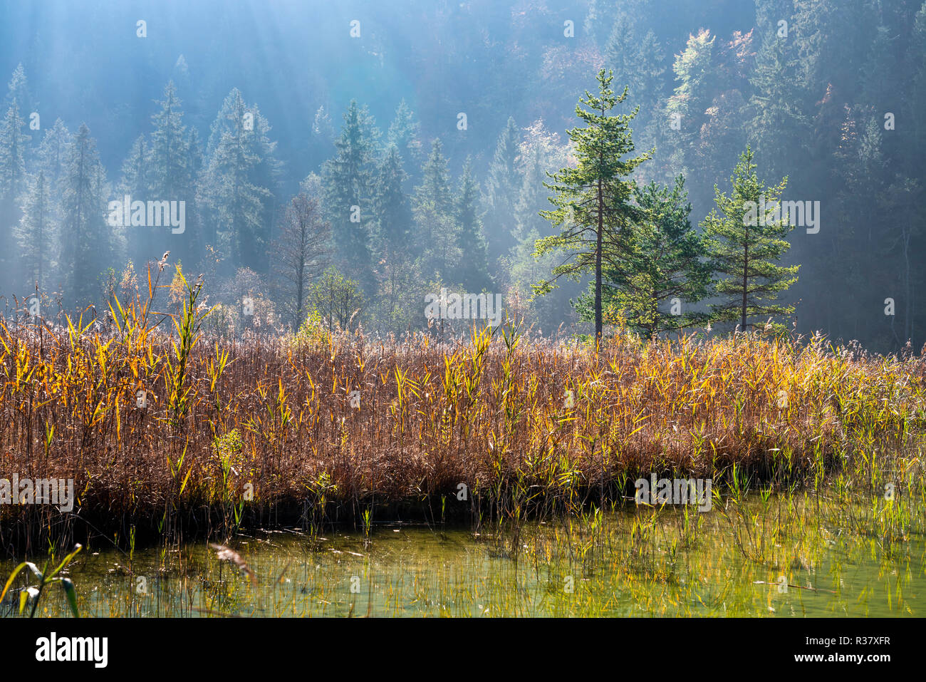 Reed banks in autumn at Lake Schwansee, Füssen, Ostallgäu, Bavaria, Germany Stock Photo