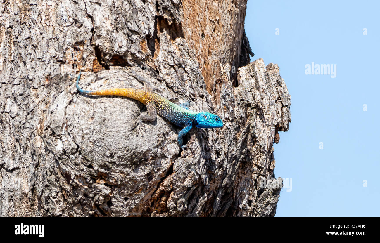 A male Tree Agama in Southern African woodland Stock Photo