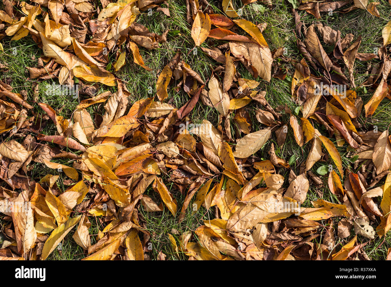 Withered grass wallpaper hi-res stock photography and images - Alamy