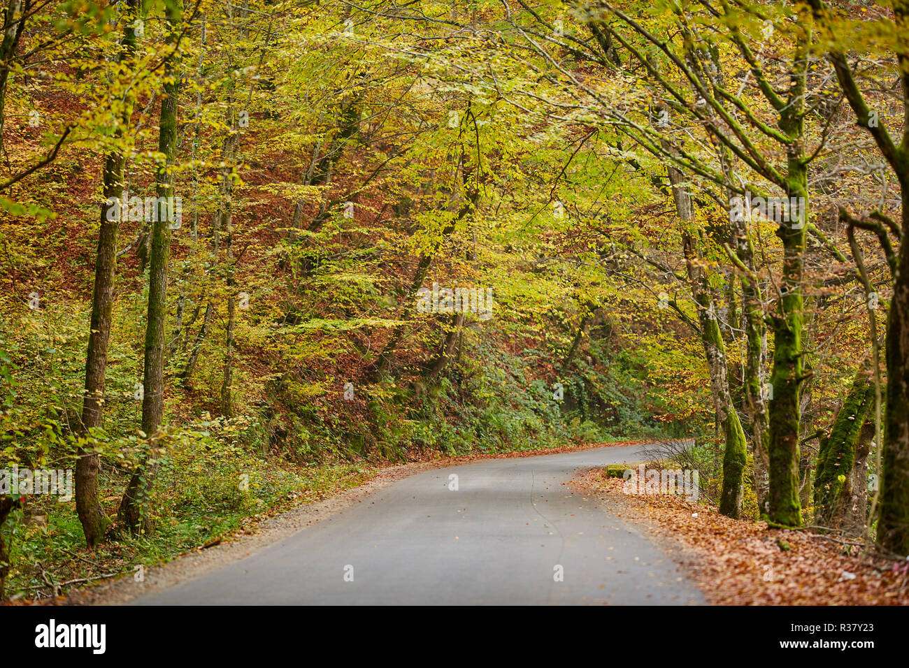 Asphalt road through colorful deciduous forest in the autumn Stock ...
