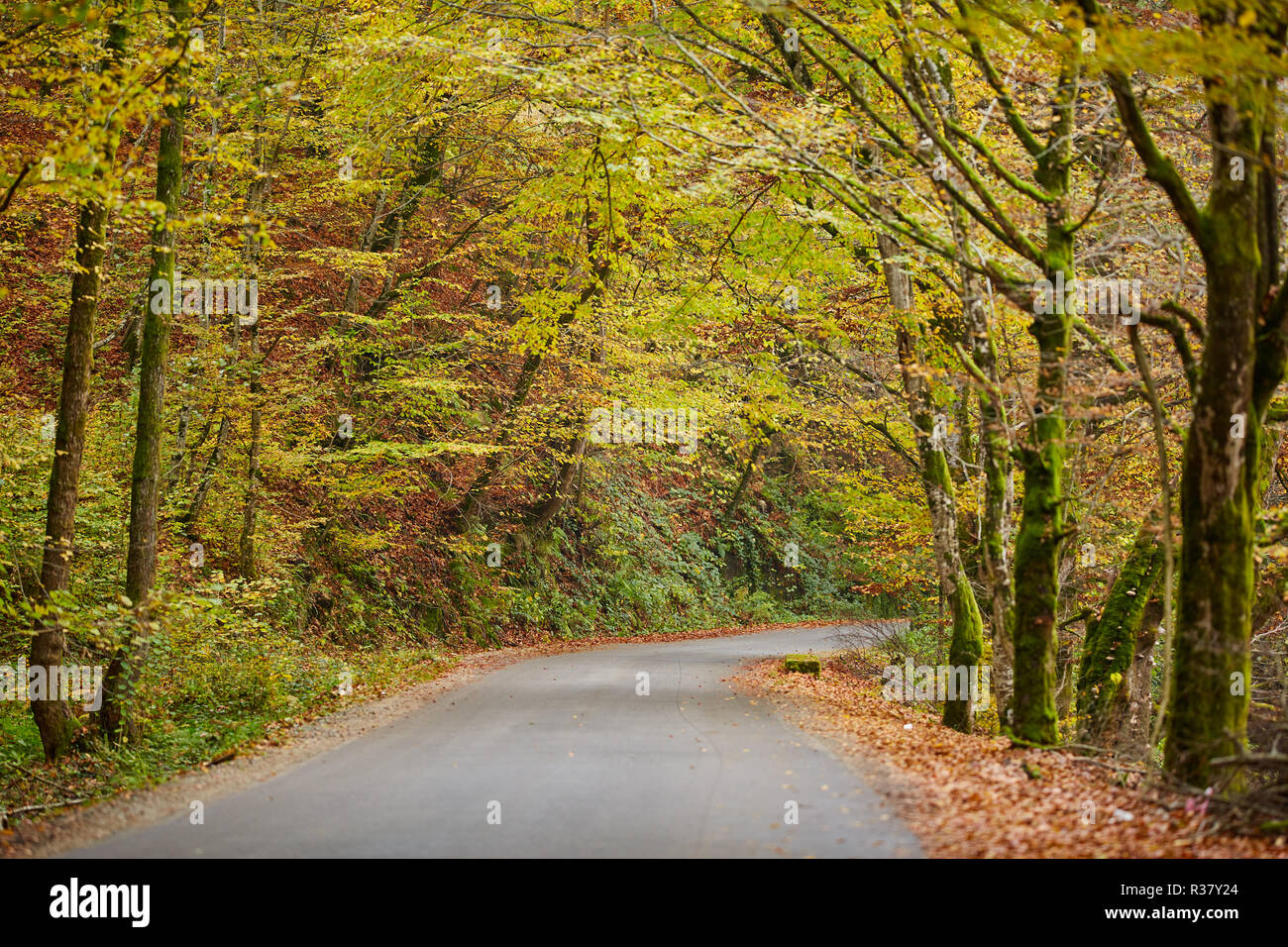 Asphalt road through colorful deciduous forest in the autumn Stock ...