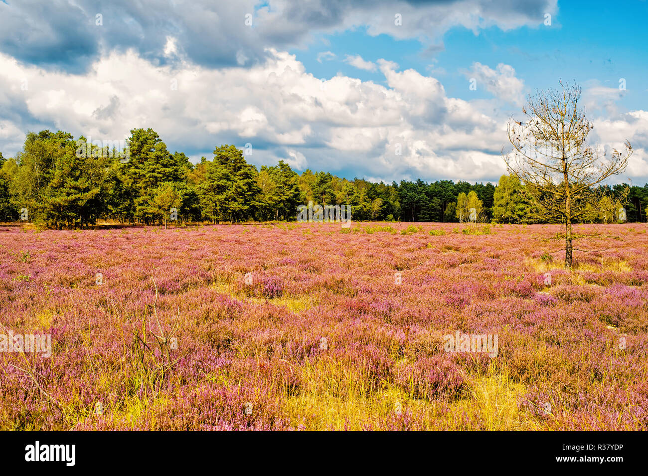 Lueneburger heath lower germany europe hi-res stock photography and ...