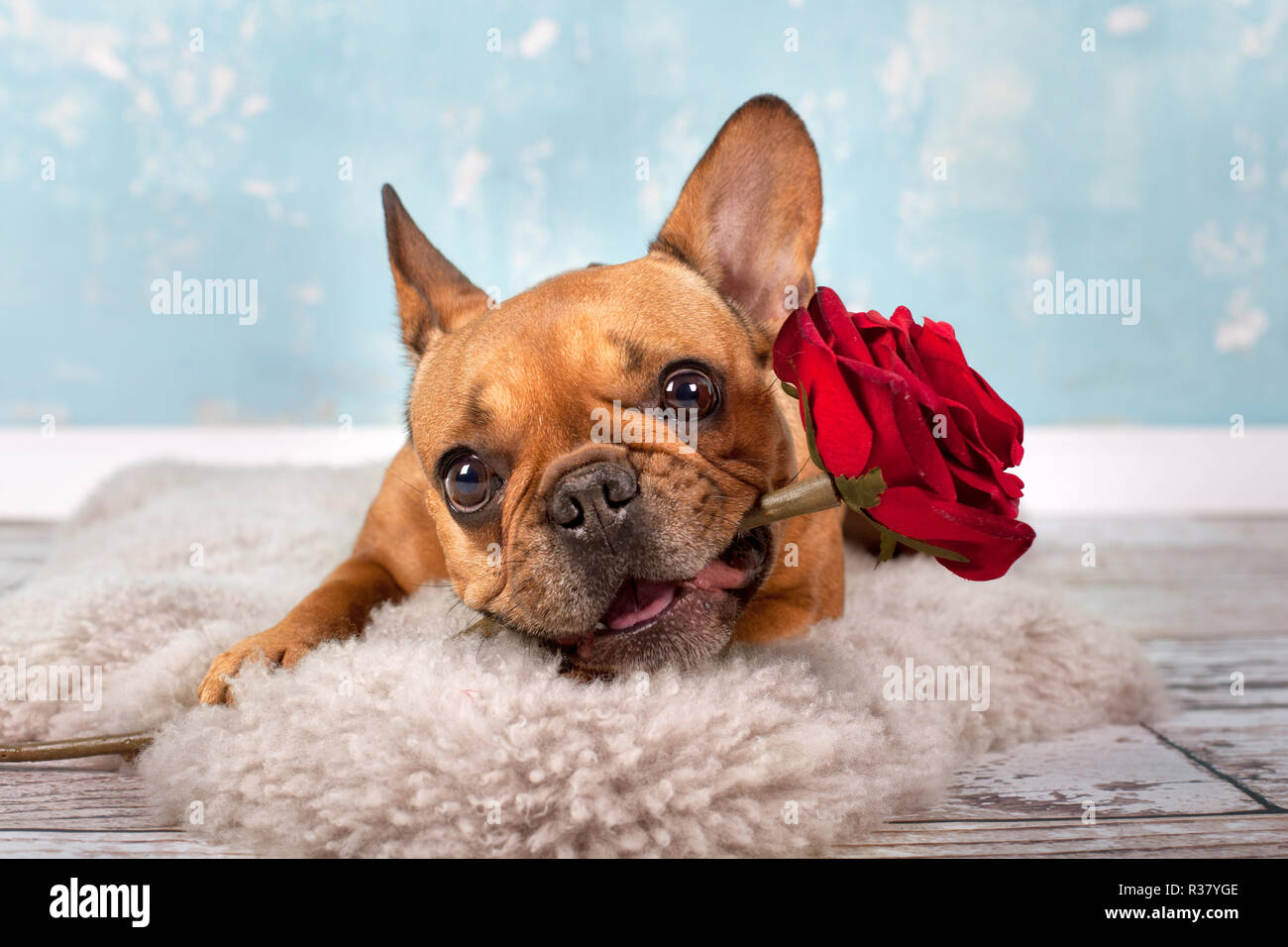 french bulldog with rose Stock Photo