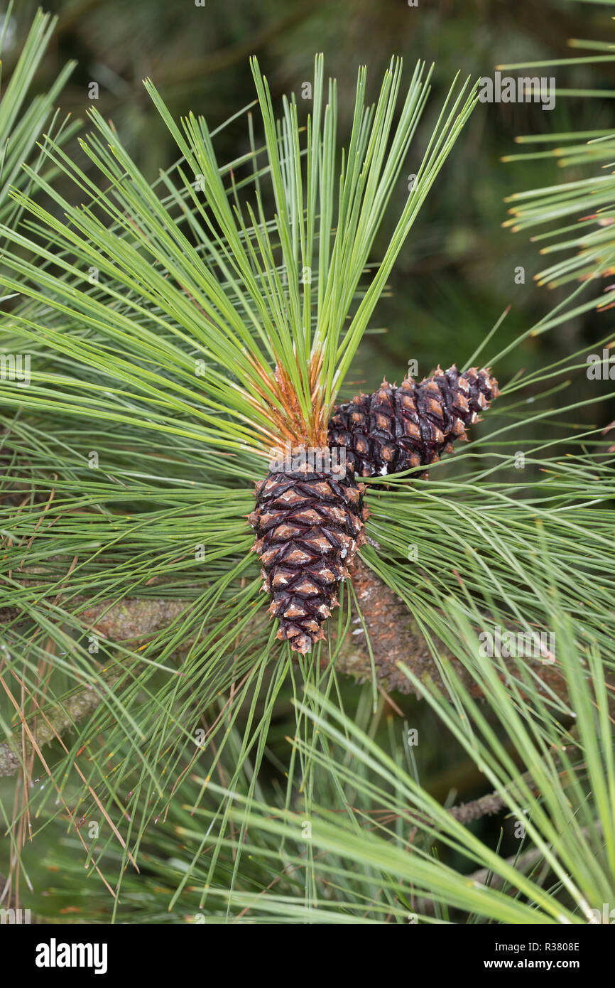 Gelb-Kiefer, Gold-Kiefer, Gelbkiefer, Goldkiefer, Ponderosa-Kiefer, Zapfen, Kiefernzapfen, Pinus ponderosa, ponderosa pine, bull pine, blackjack pine, Stock Photo