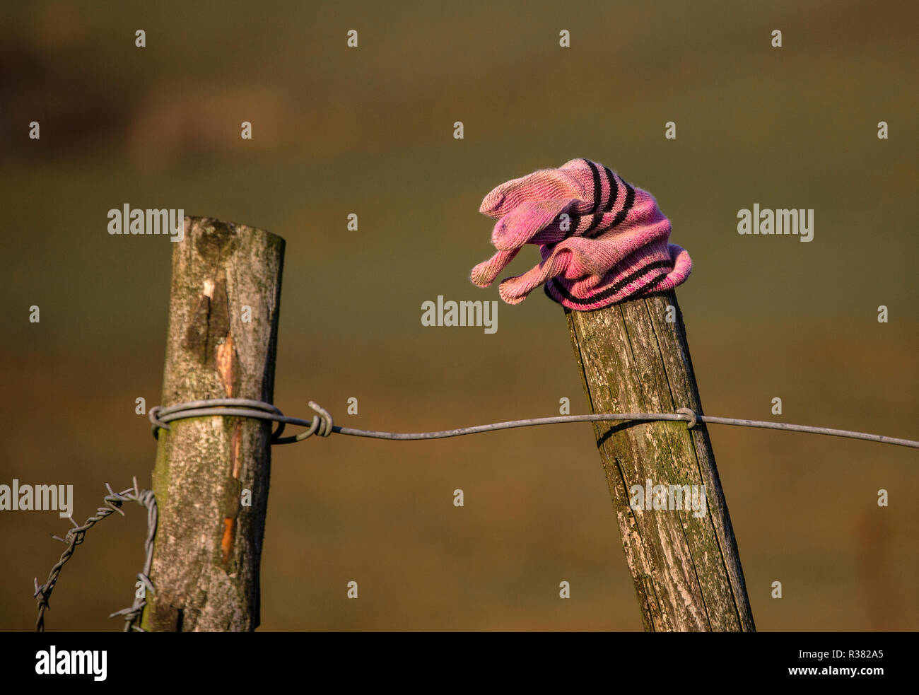 Pink wollen glove left on top of a fencepost, West Pennine Moors. Stock Photo