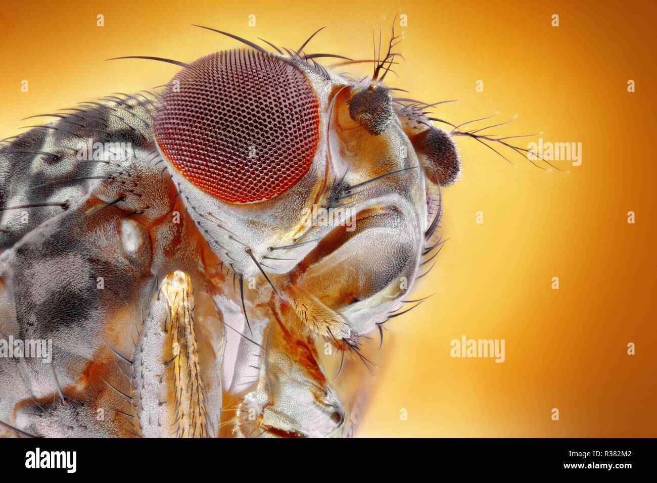 Extreme sharp and detailed image of the fruit fly at an extreme magnification taken with a microscope objective. Stock Photo