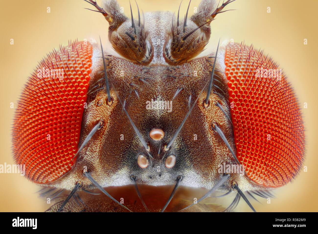 Extreme sharp and detailed image of the fruit fly head at an extreme magnification taken with a microscope objective. Stock Photo