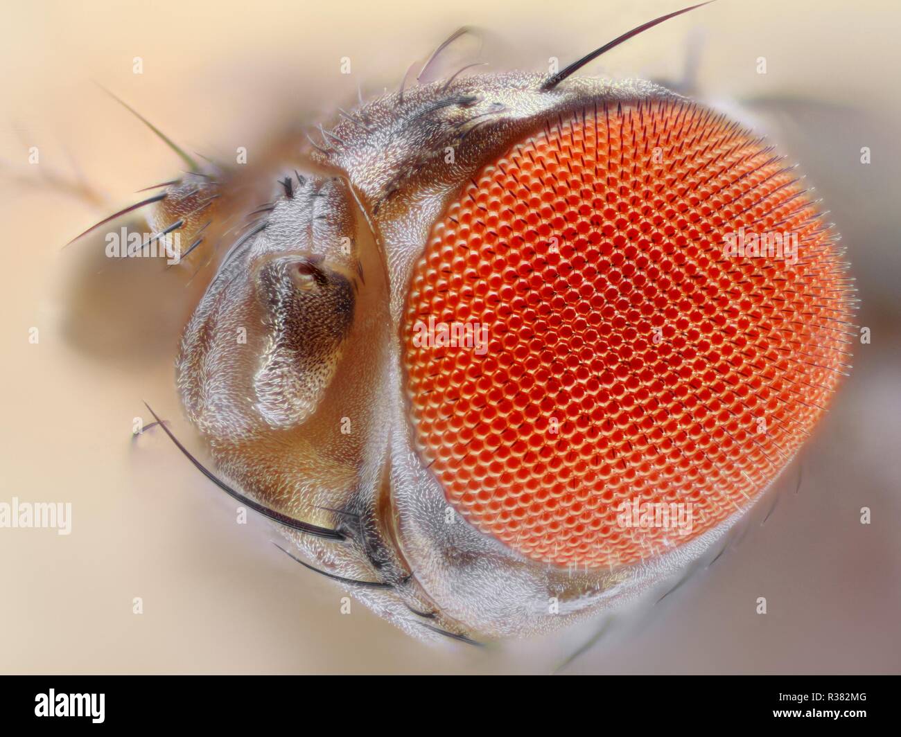 Fruit fly microscope hires stock photography and images Alamy