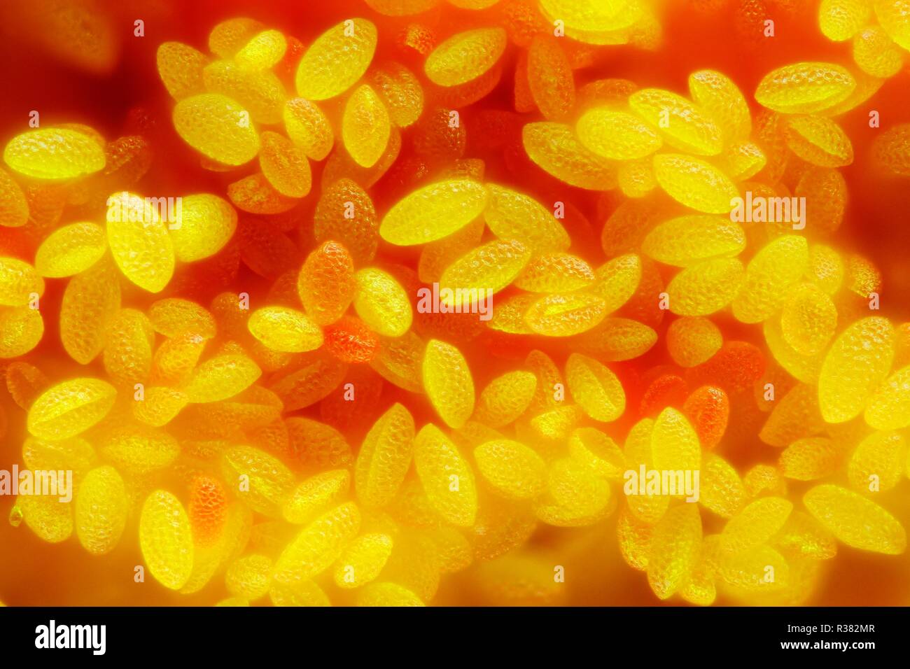 Extremely sharp and detailed study of pollen at very high magnification taken with a microscope objective. Stock Photo