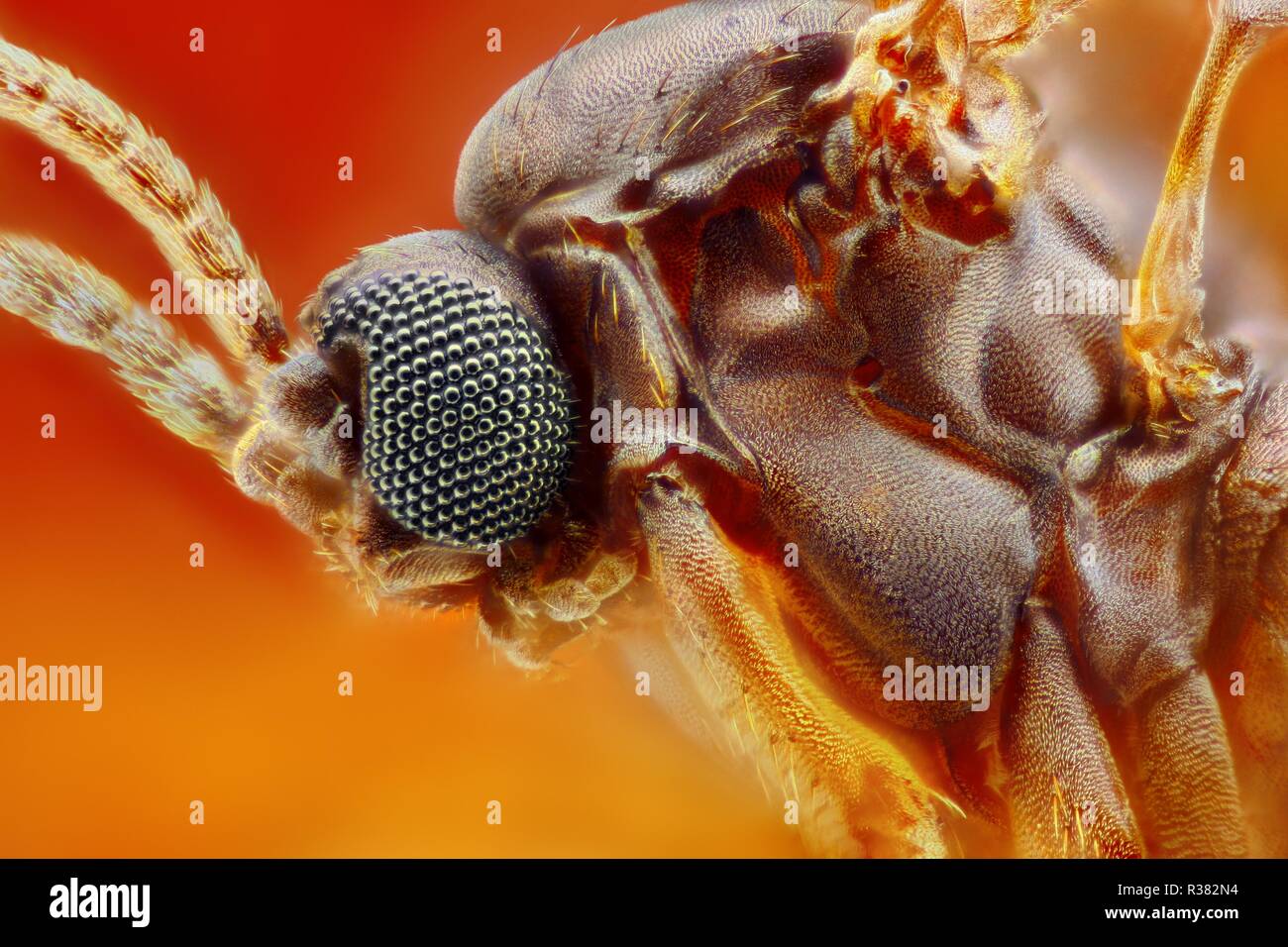 Extremely sharp and detailed photo of a small fly. The image is stacked from many shots into one sharp image. Stock Photo
