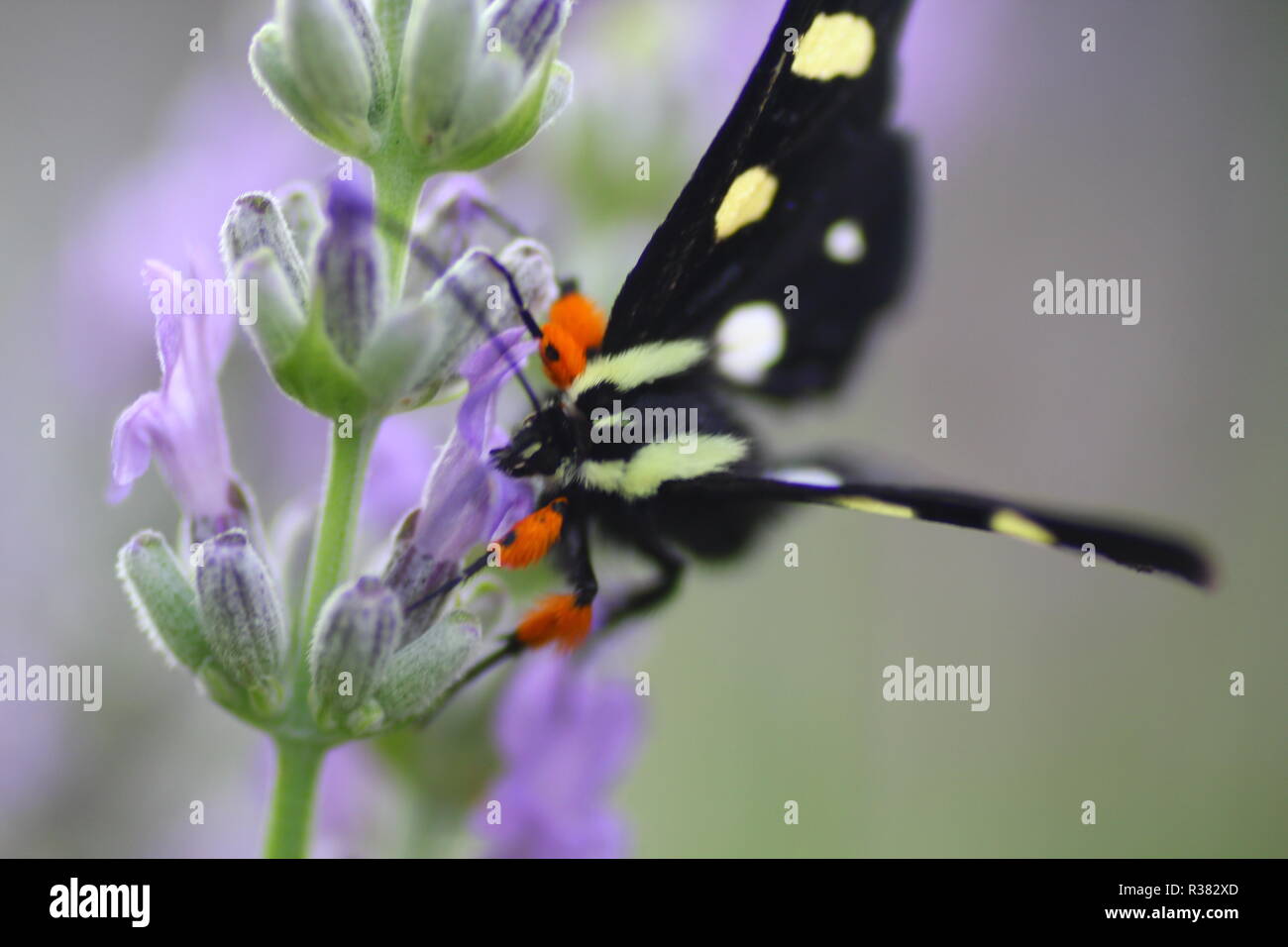 Eight Spotted Forester Moth on Lavender Stock Photo Alamy