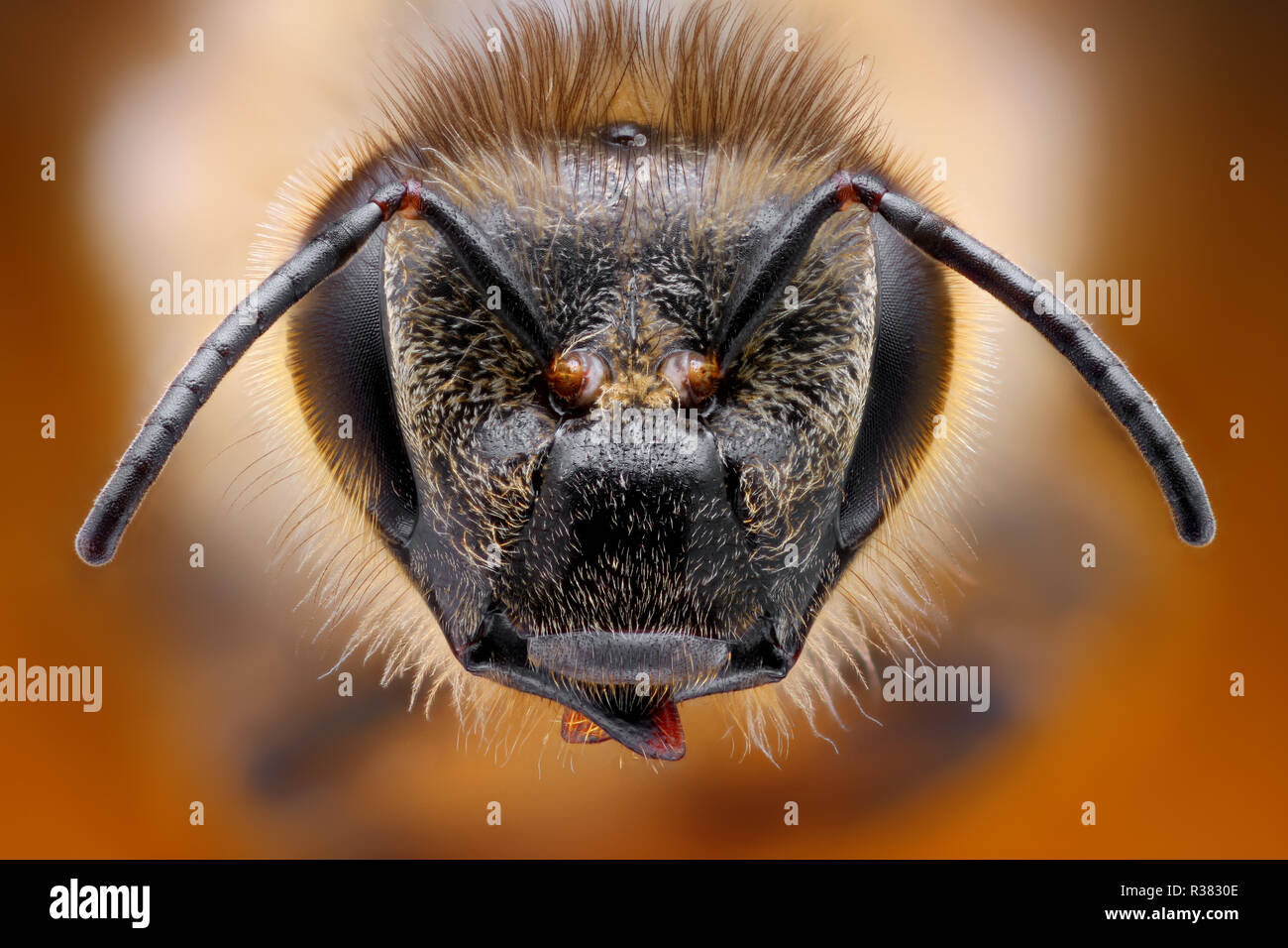 Extremely sharp and detailed study of a Bee head taken with a macro lens stacked from many images into one very sharp photo. Stock Photo
