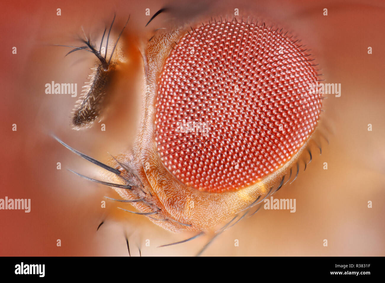 Small fruit fly hires stock photography and images Alamy