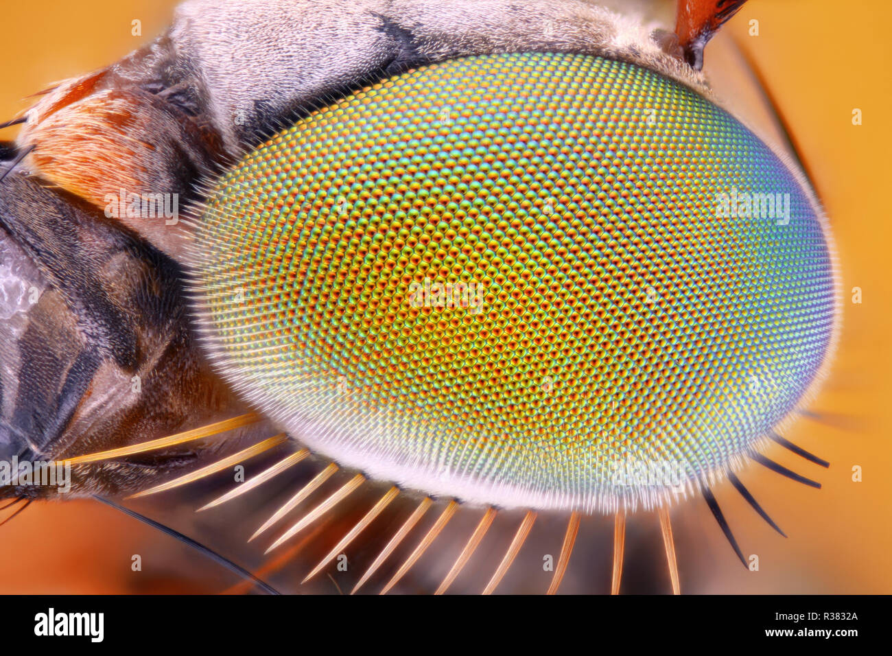 Extremely sharp and detailed insect compound eye surface at an extreme magnification taken with a microscope objective. Stock Photo