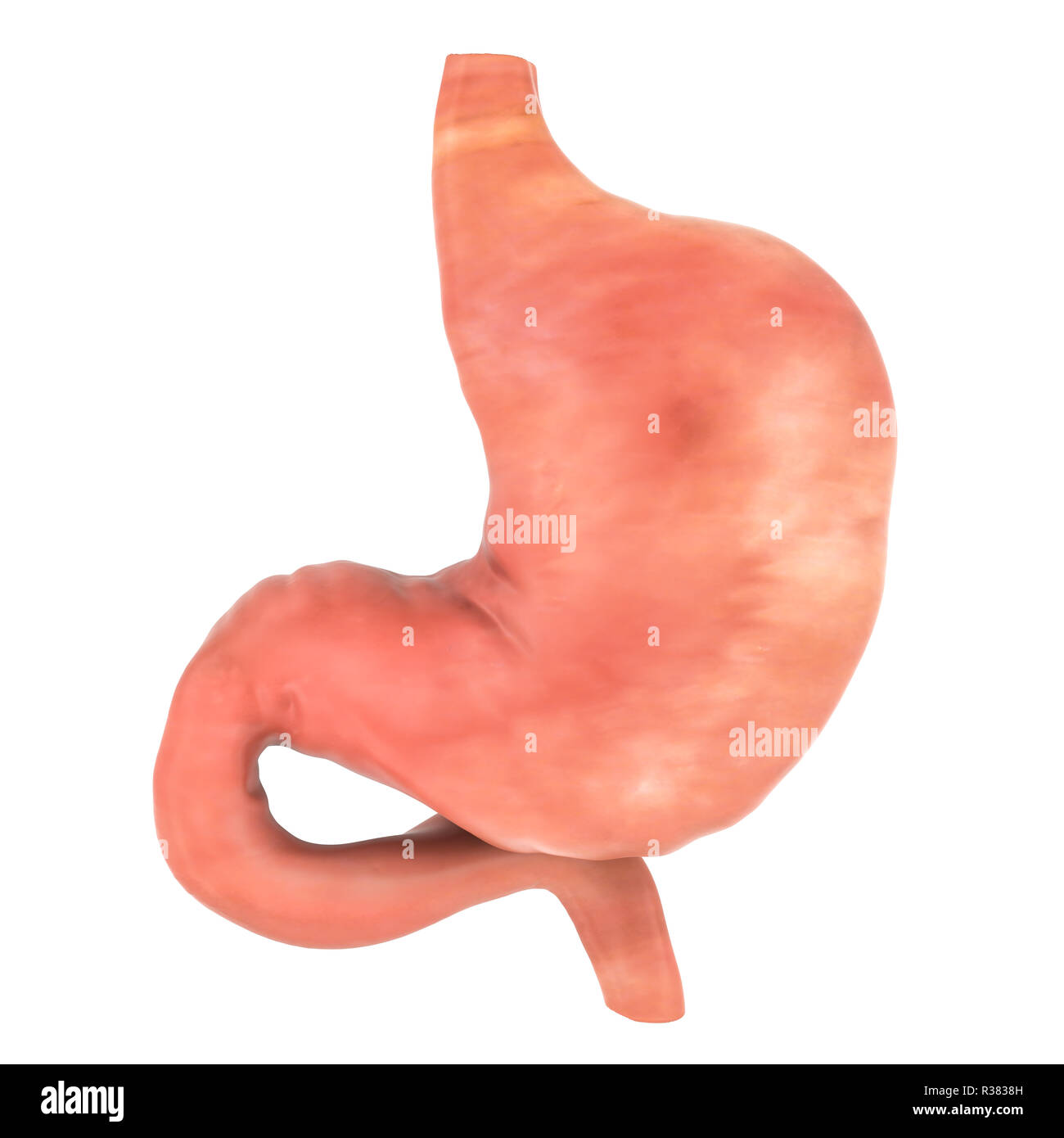 Human stomach, 3D rendering isolated on white background Stock Photo ...