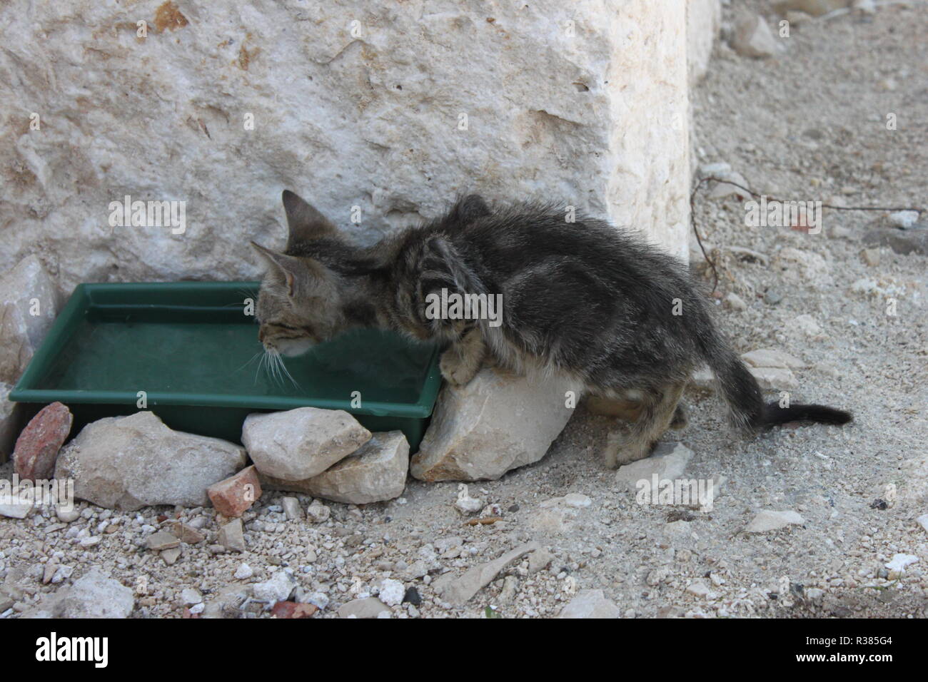 savaged kitten drinking water Stock Photo