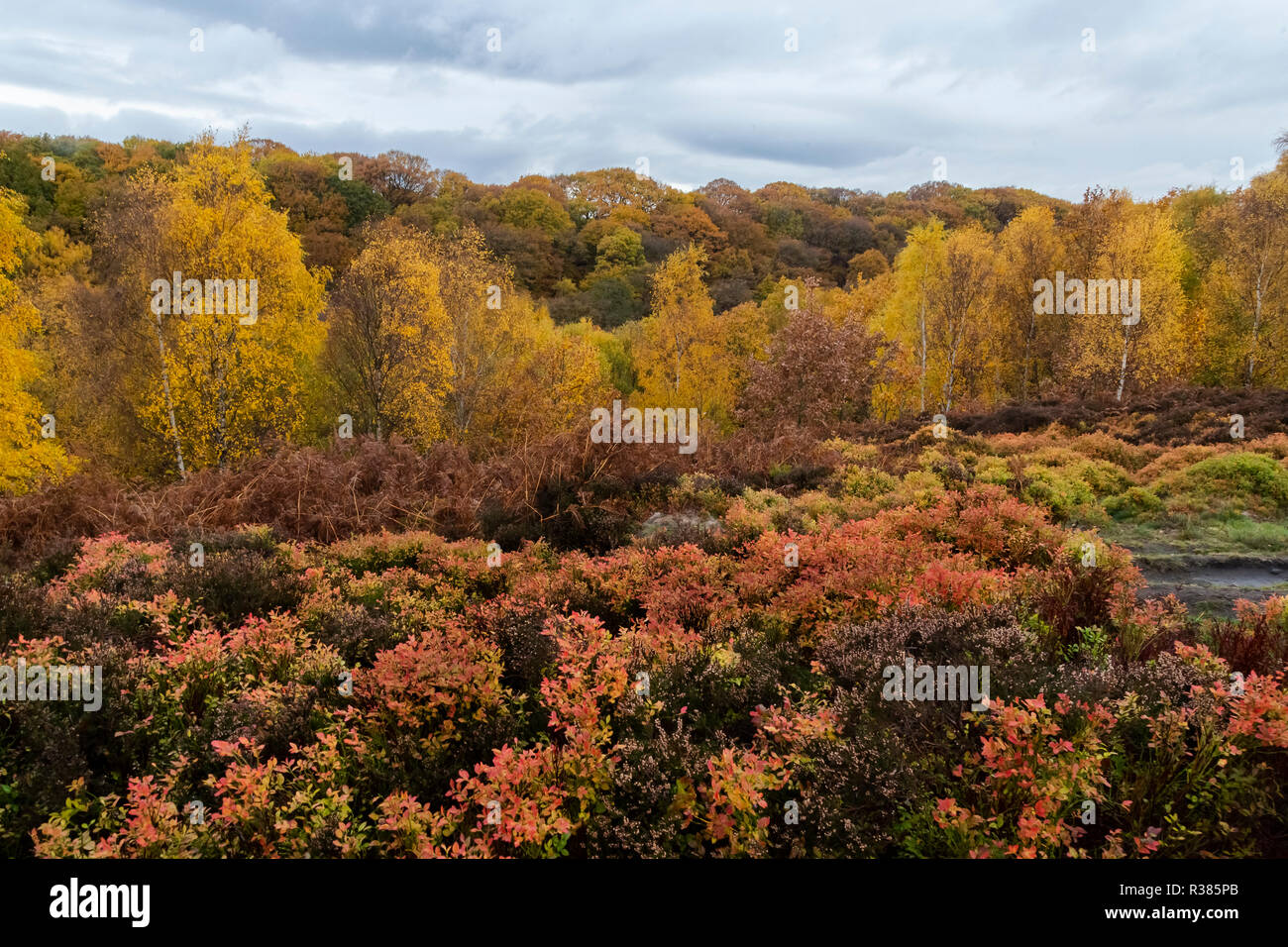 Autumn colours at Shipley Glen, Baildon, West Yorkshire, England. Stock Photo