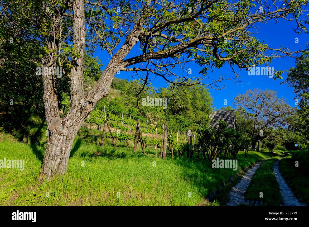 in the vineyard Stock Photo - Alamy