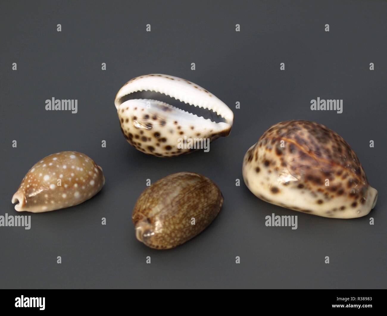 kauri snail shells Stock Photo