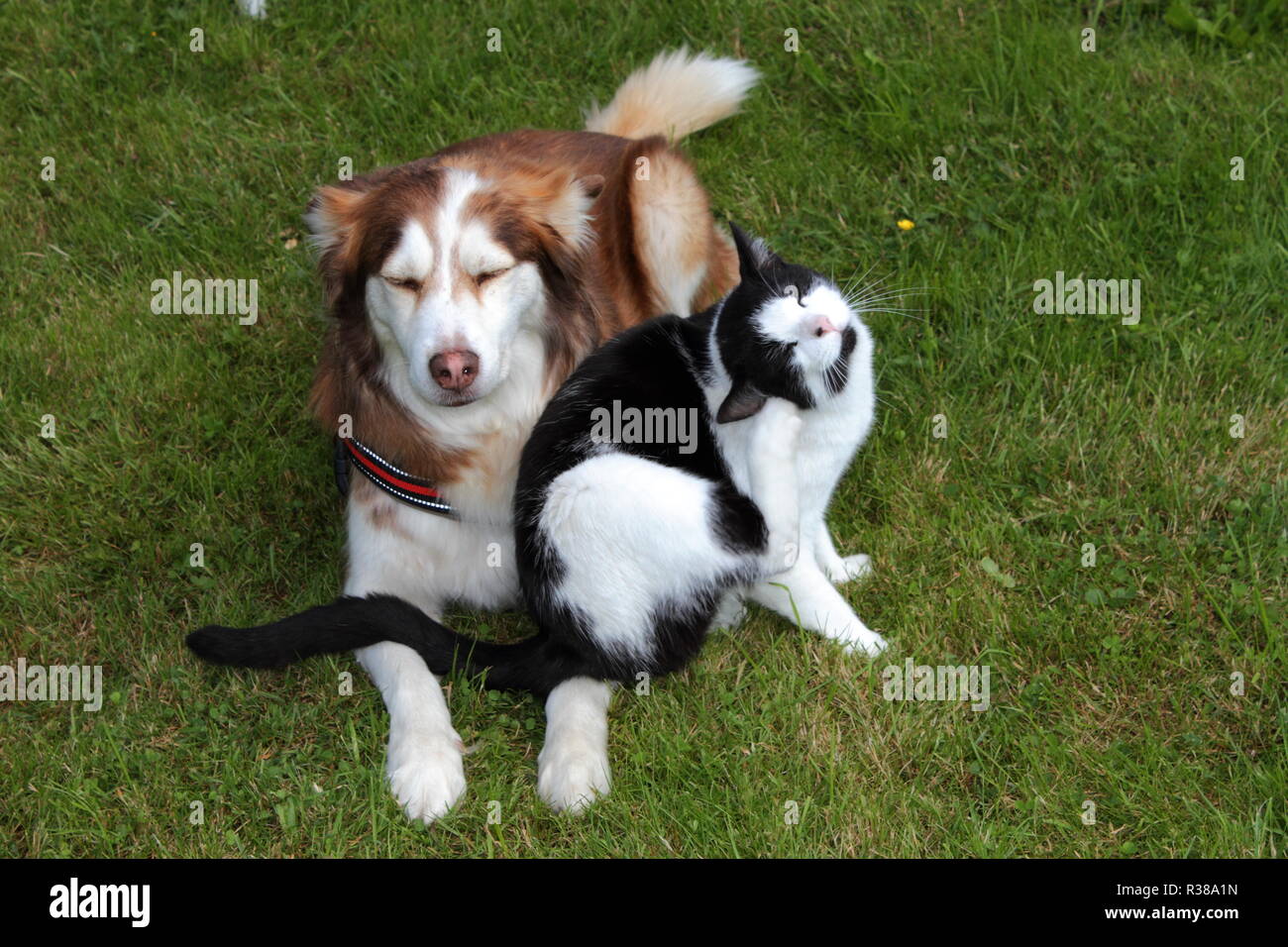 husky and cat cuddling together Stock Photo
