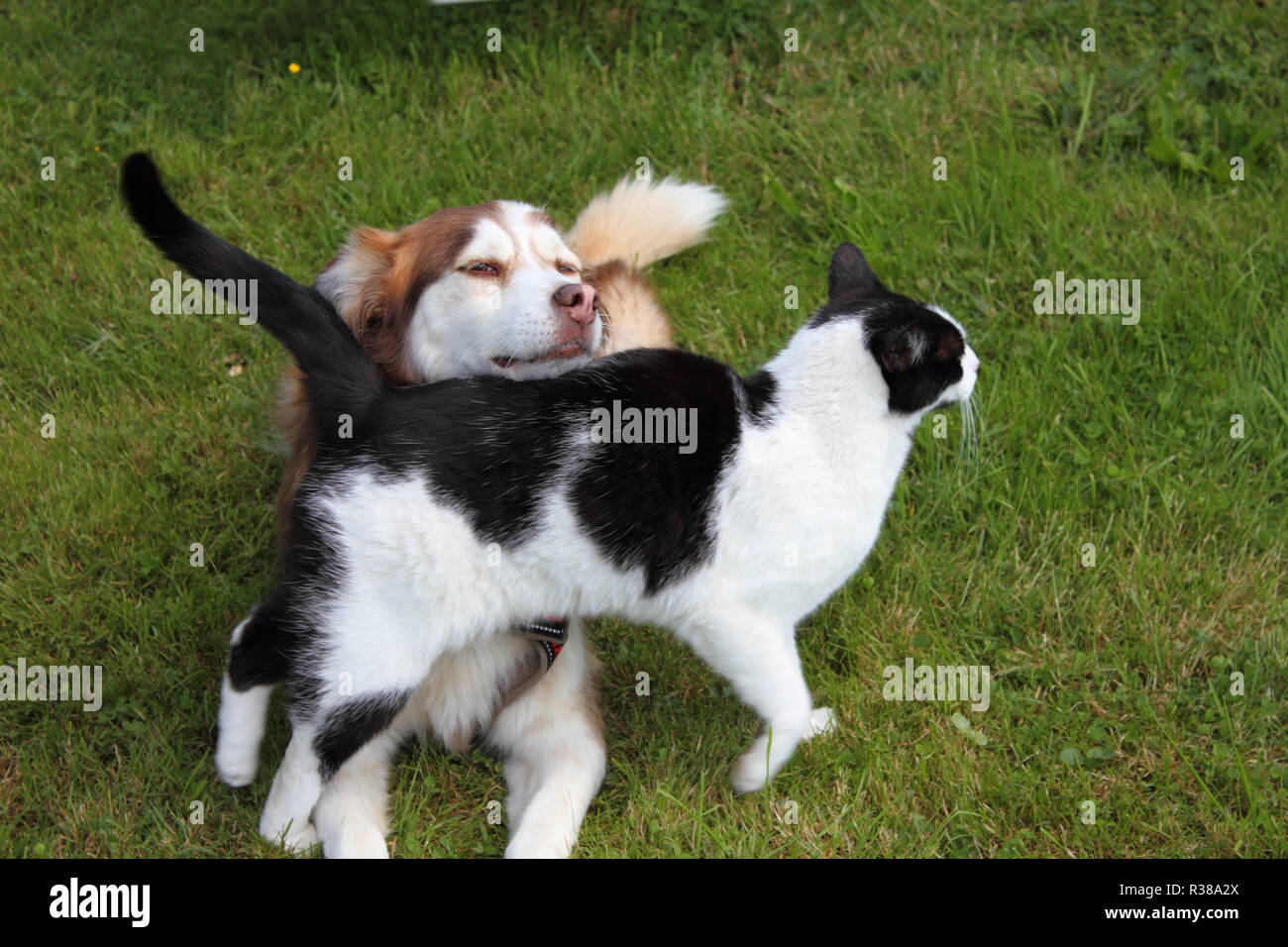 husky and cat cuddling together Stock Photo