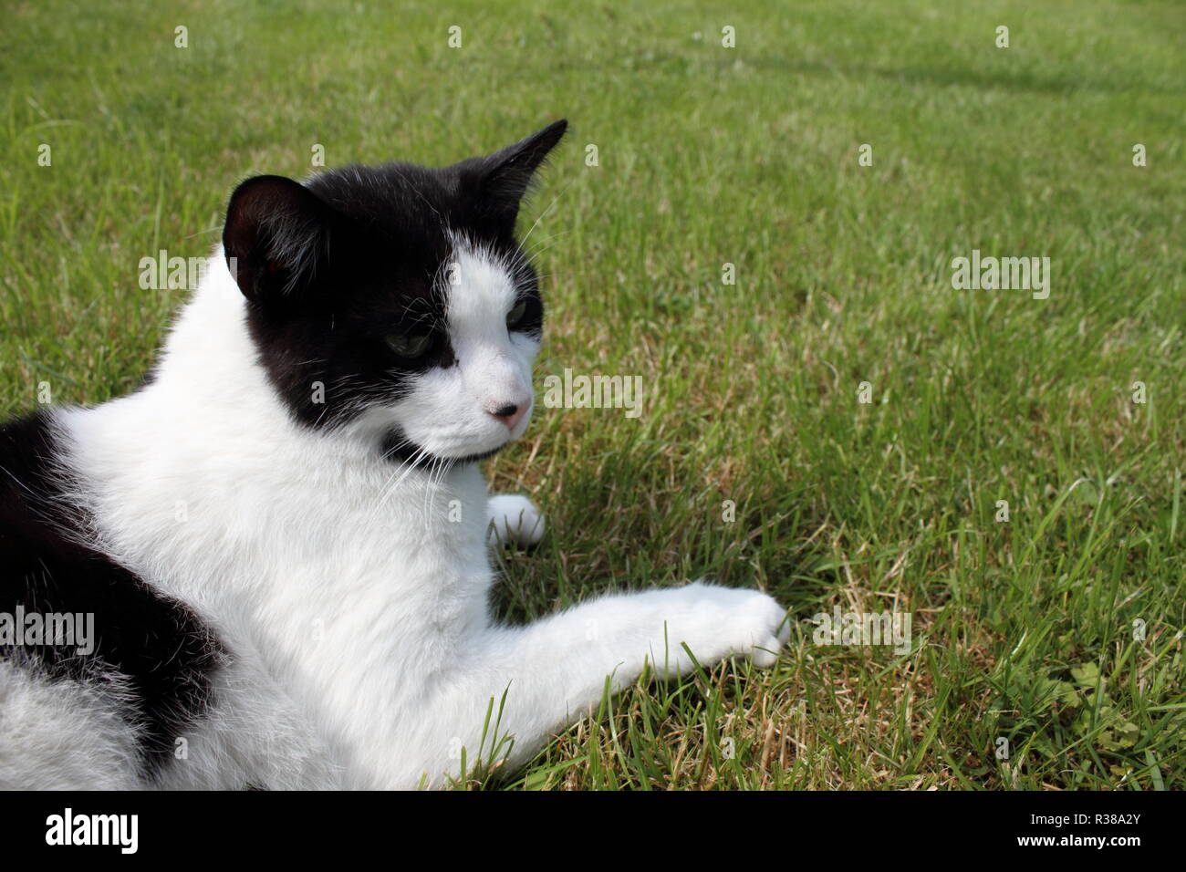 black and white cat playing on the grassland Stock Photo - Alamy