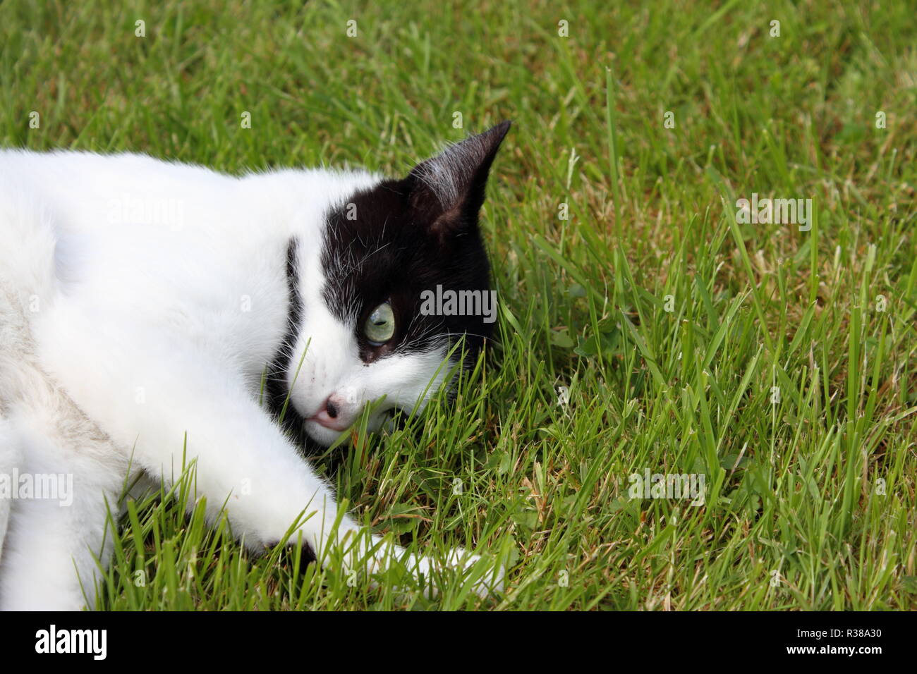 black and white cat playing on the grassland Stock Photo - Alamy