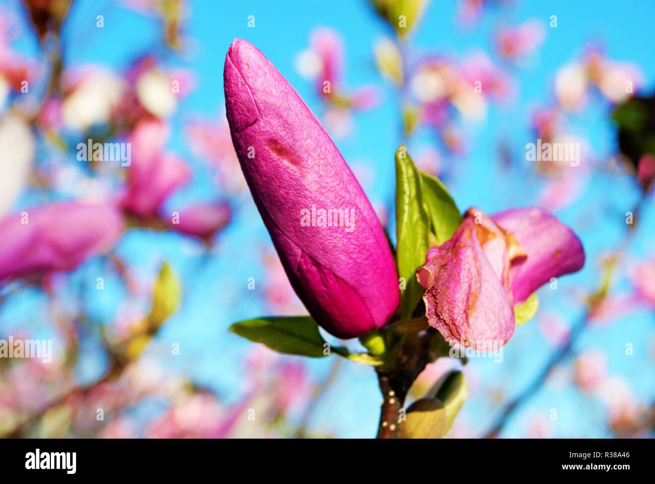 Rose of Sharon bud and flower on the bush Stock Photo Alamy