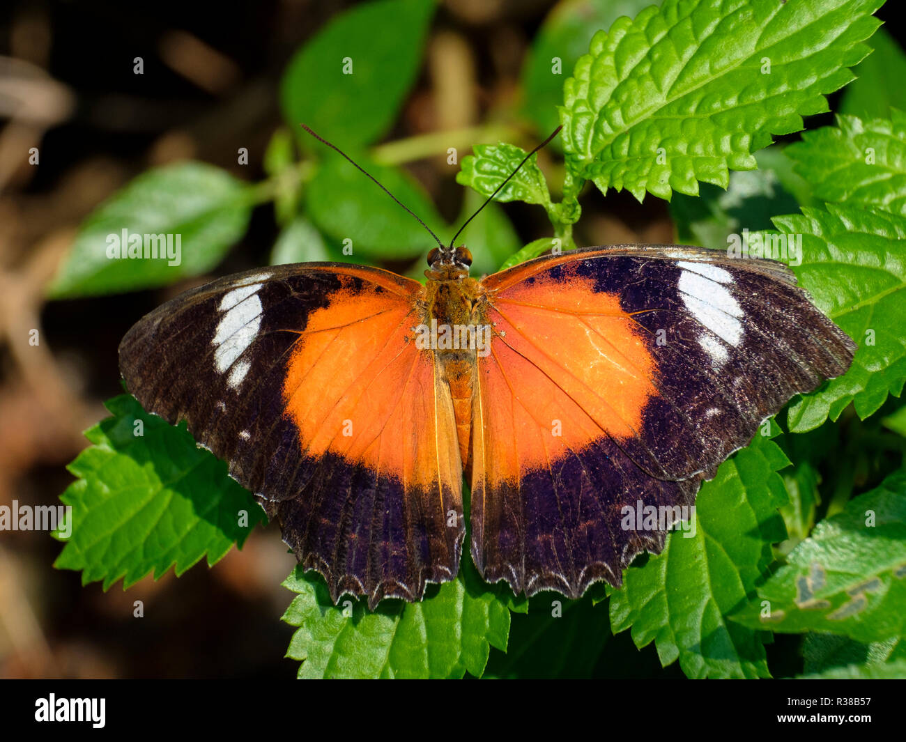 At the Bribie Island Butterfly House Stock Photo Alamy