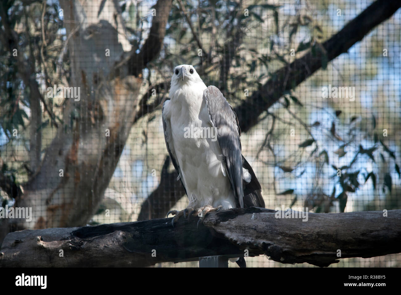 Australian sea eagle hi-res stock photography and images - Alamy