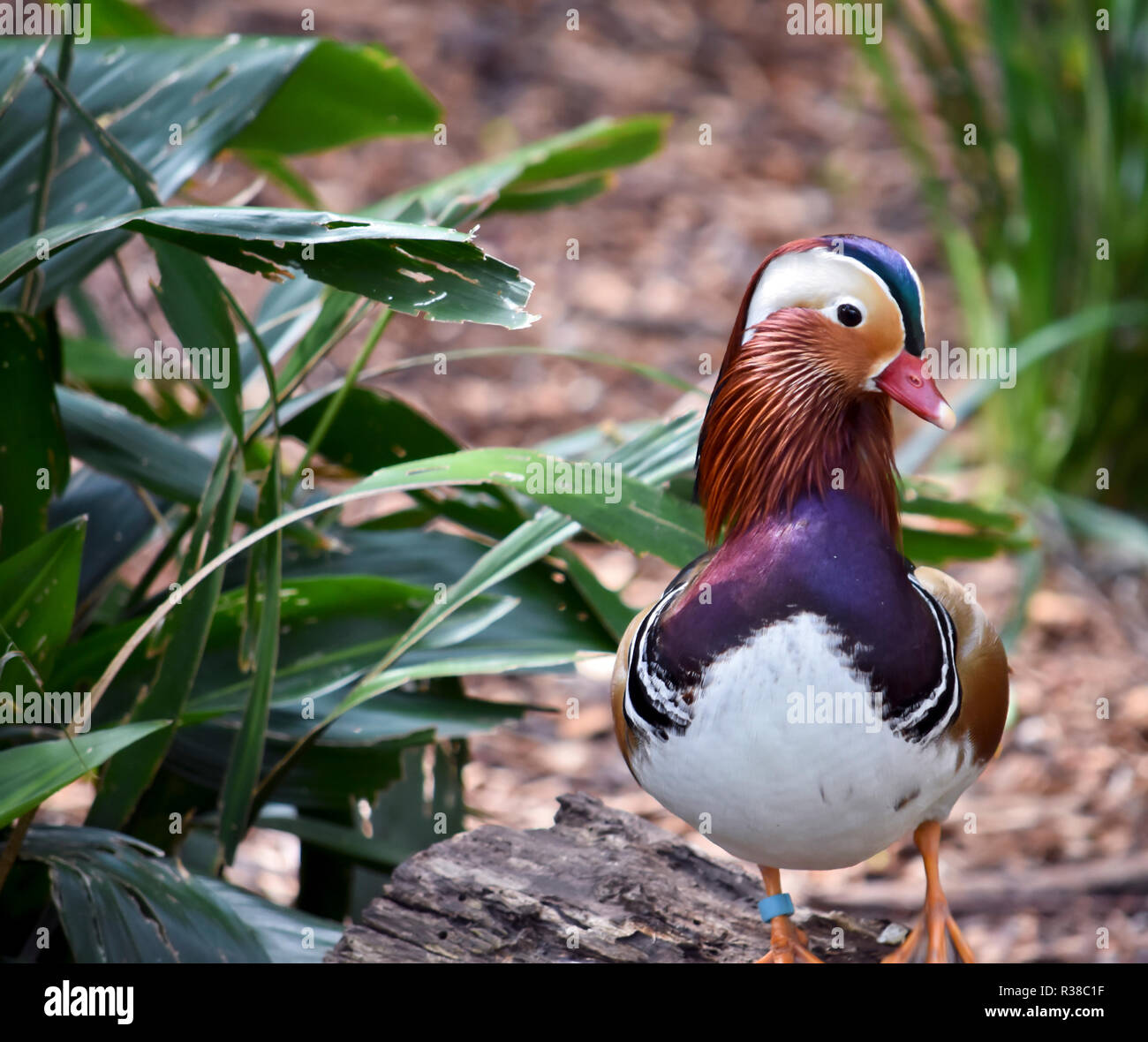 the male mandarine duck is standing on a log Stock Photo
