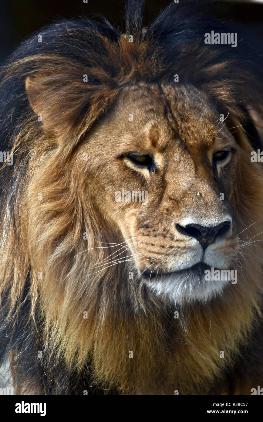 Lion eyes close up hi-res stock photography and images - Alamy