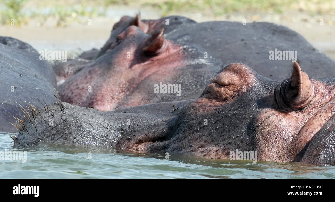 A Hippopotamus (Hippopotamus amphibious) sleeps the day away in the shallow water of the Kazinga Channel between Lake George and Lake Edward. Queen El Stock Photo