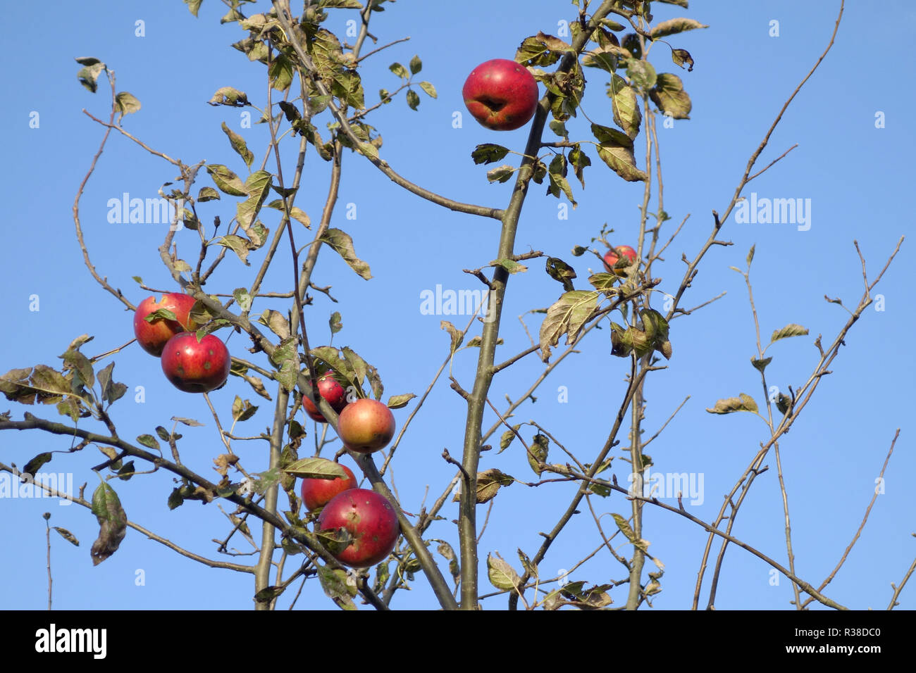 apples before harvest Stock Photo