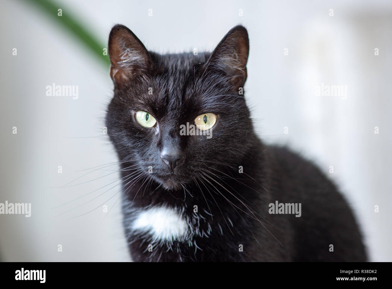 domestic cat in natural environment in apartment on furniture Stock Biology Diagrams