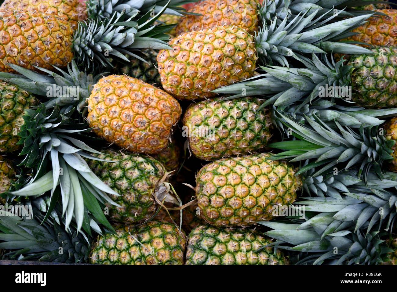 Pineapple farming costa rica hires stock photography and images Alamy