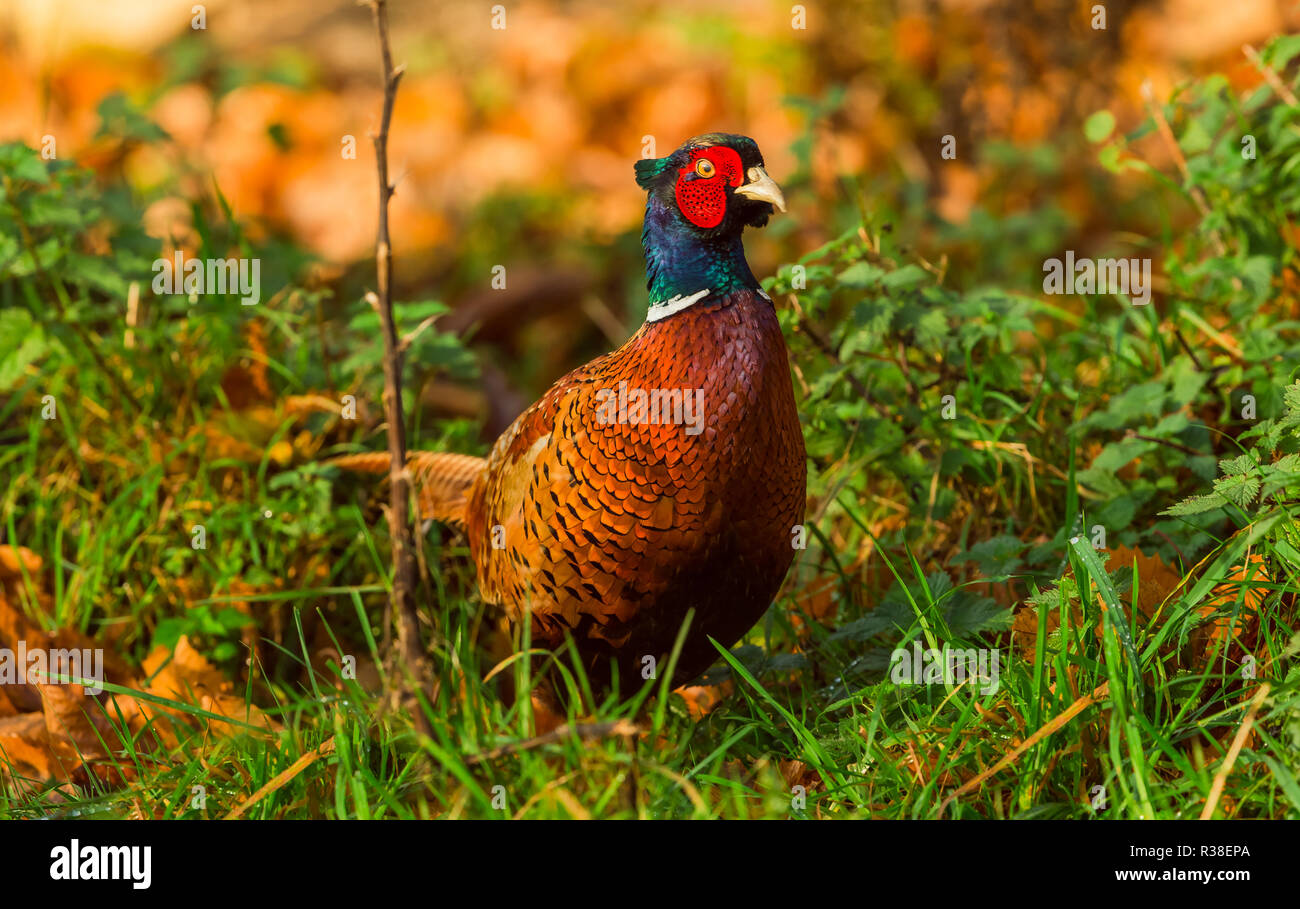 Pheasant, male, ringnecked or Common Pheasant (Phasianus colchicus) in natural habitat,with green and orange, colourful Autumnal background. landscape Stock Photo