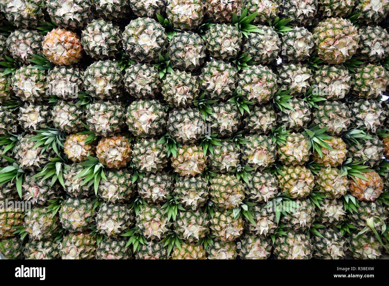 Colombian Pineapple, stacked rows of fresh picked ripe raw locally