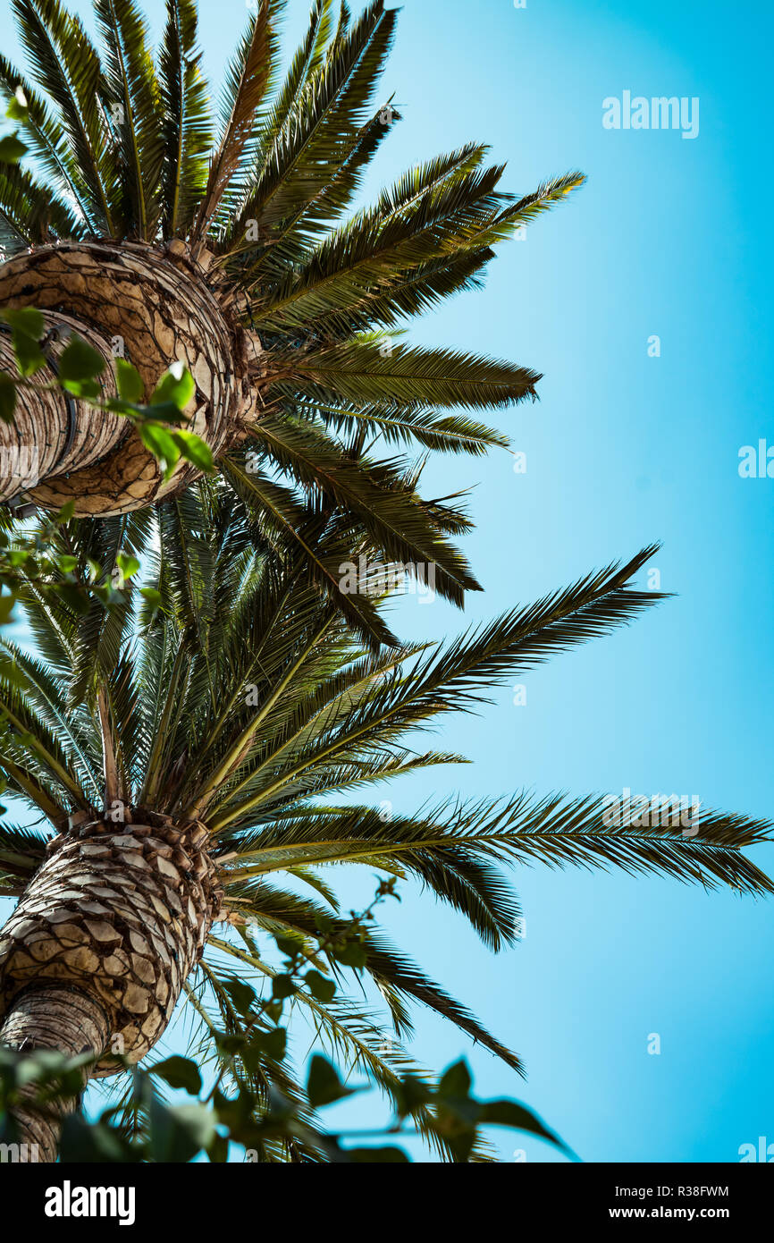 Blue sky green palm trees hi-res stock photography and images - Alamy